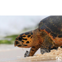 گونه لاکپشت پوزه عقابی Hawksbill Turtle